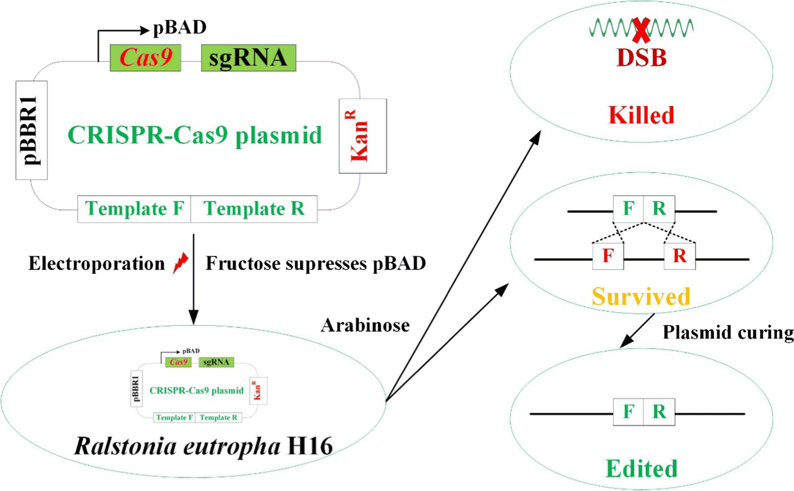 Fig. 3