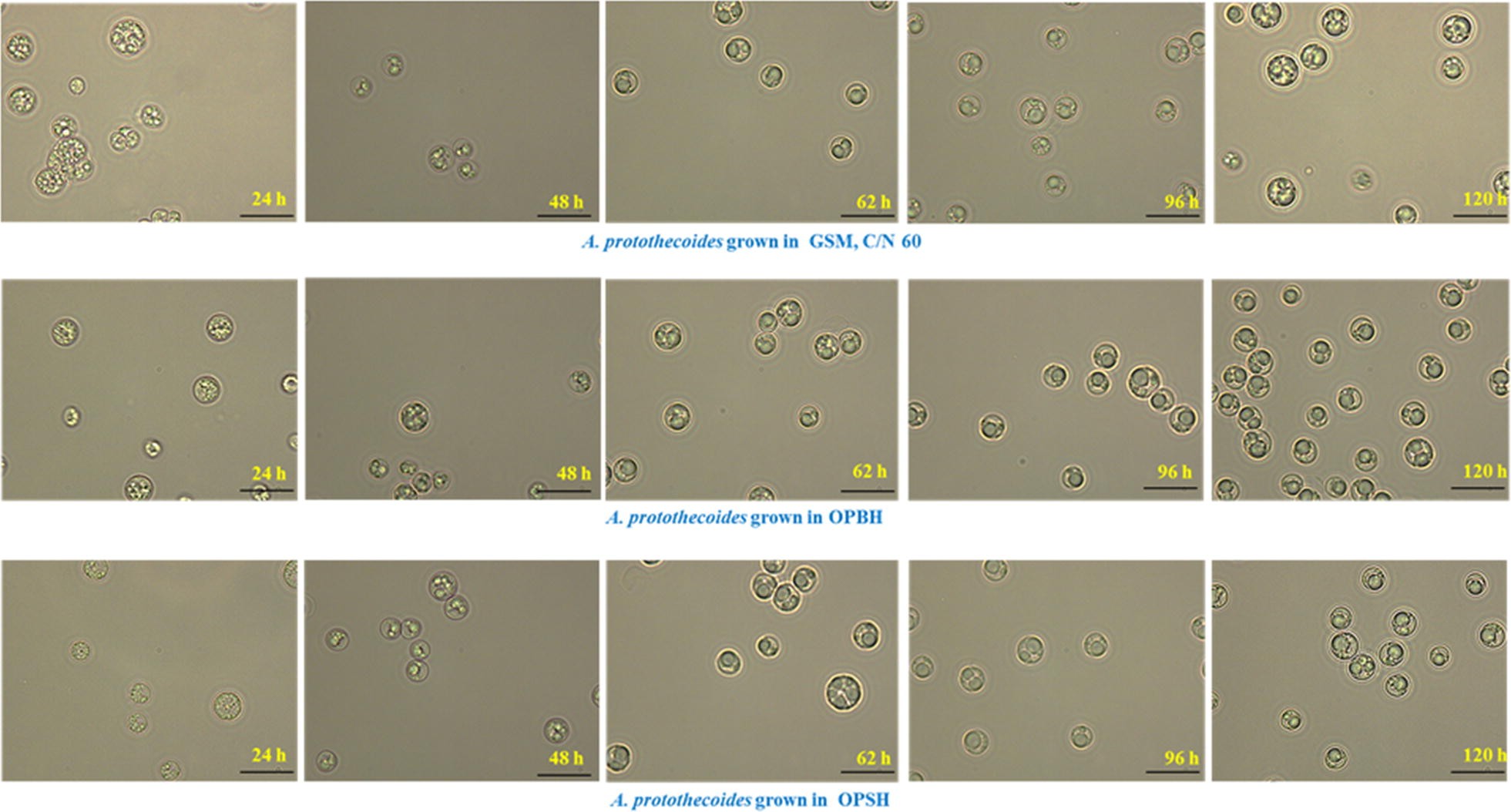 Fig. 3