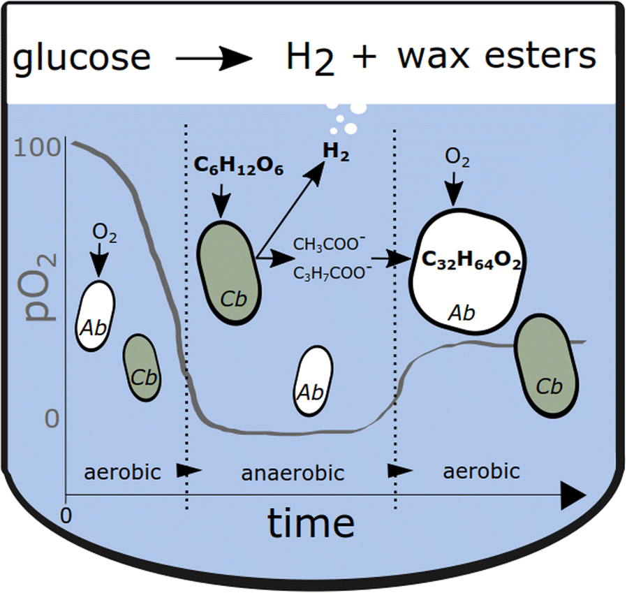 Fig. 1