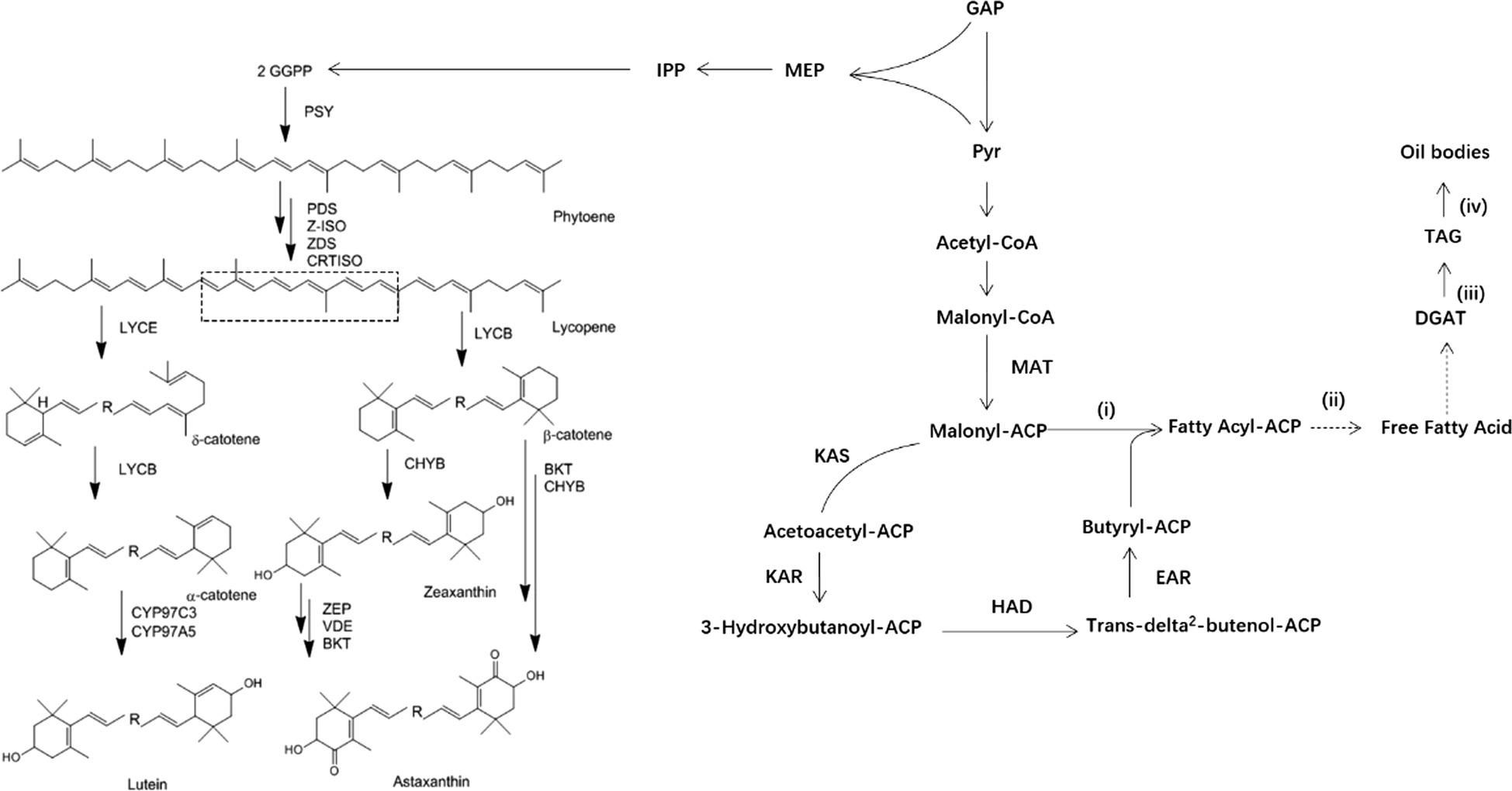 Fig. 2