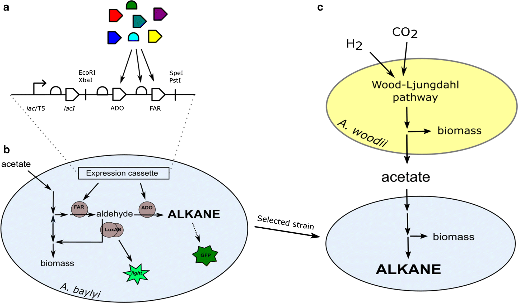 Fig. 1