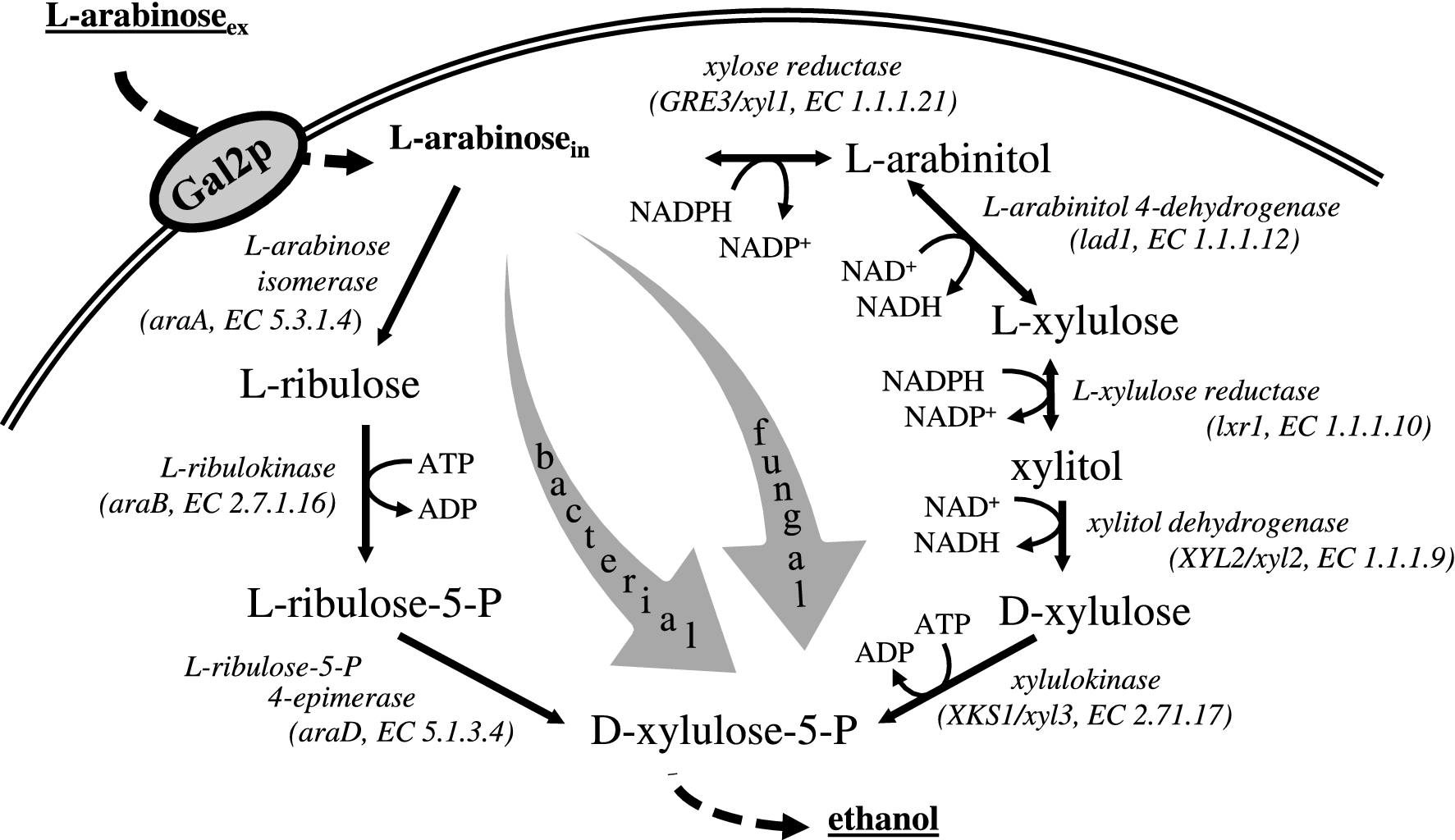 Fig. 1