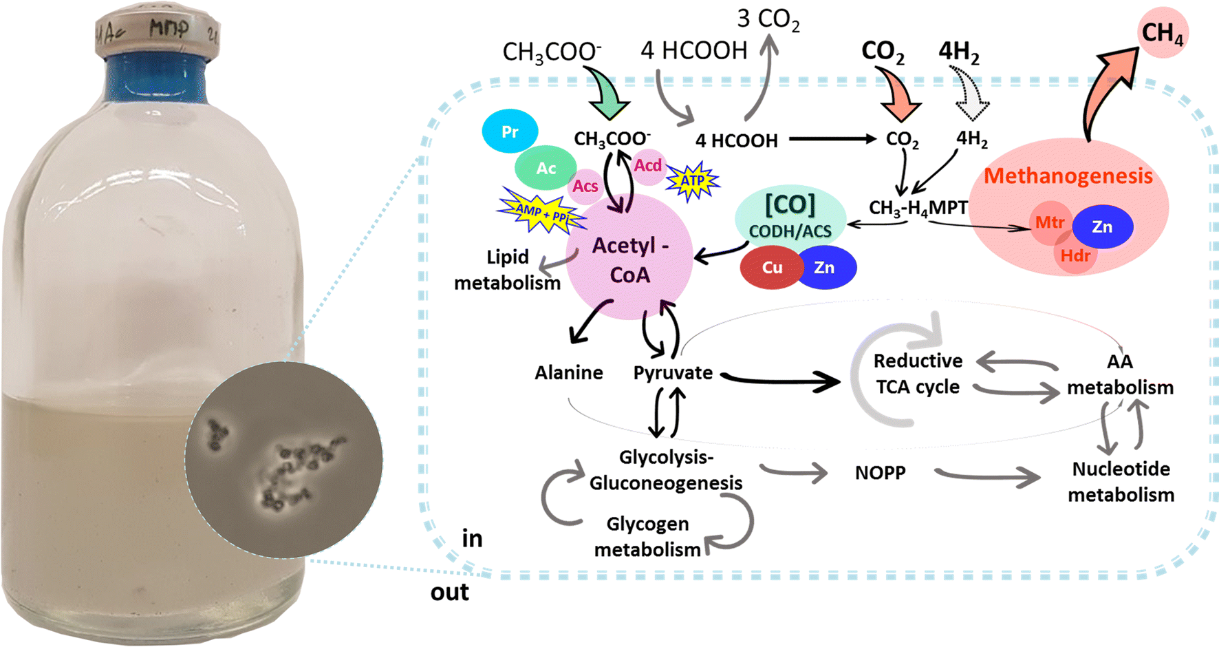 Fig. 1