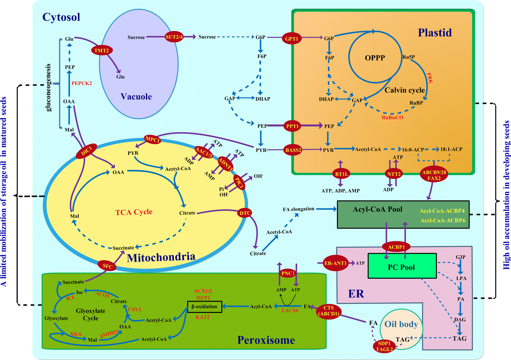 Fig. 7