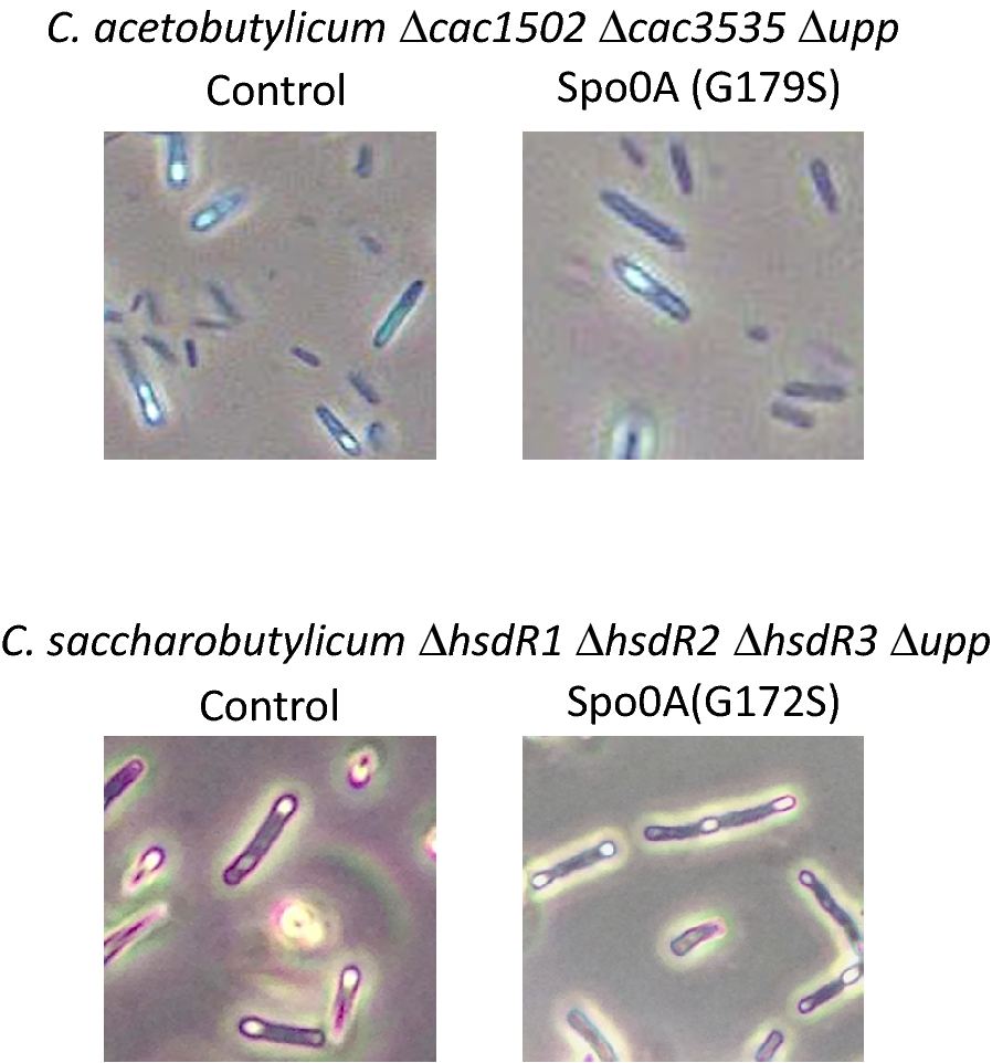 Fig. 6