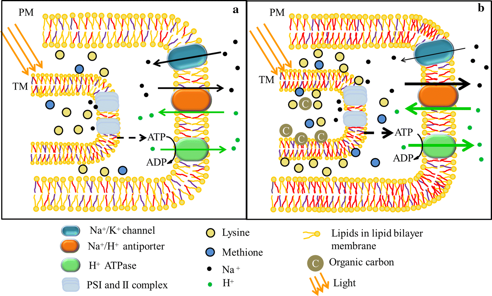 Fig. 8