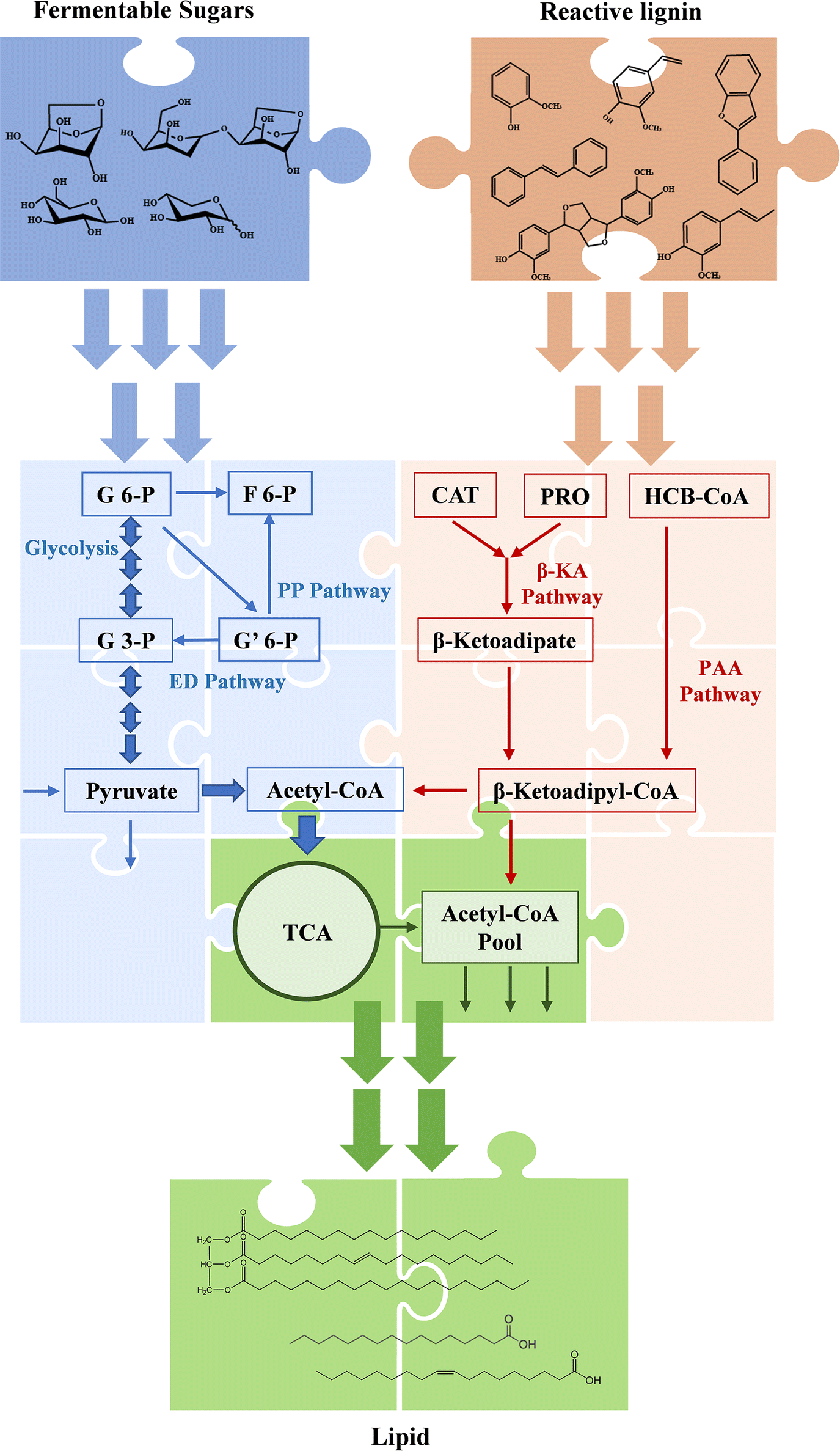 Fig. 1