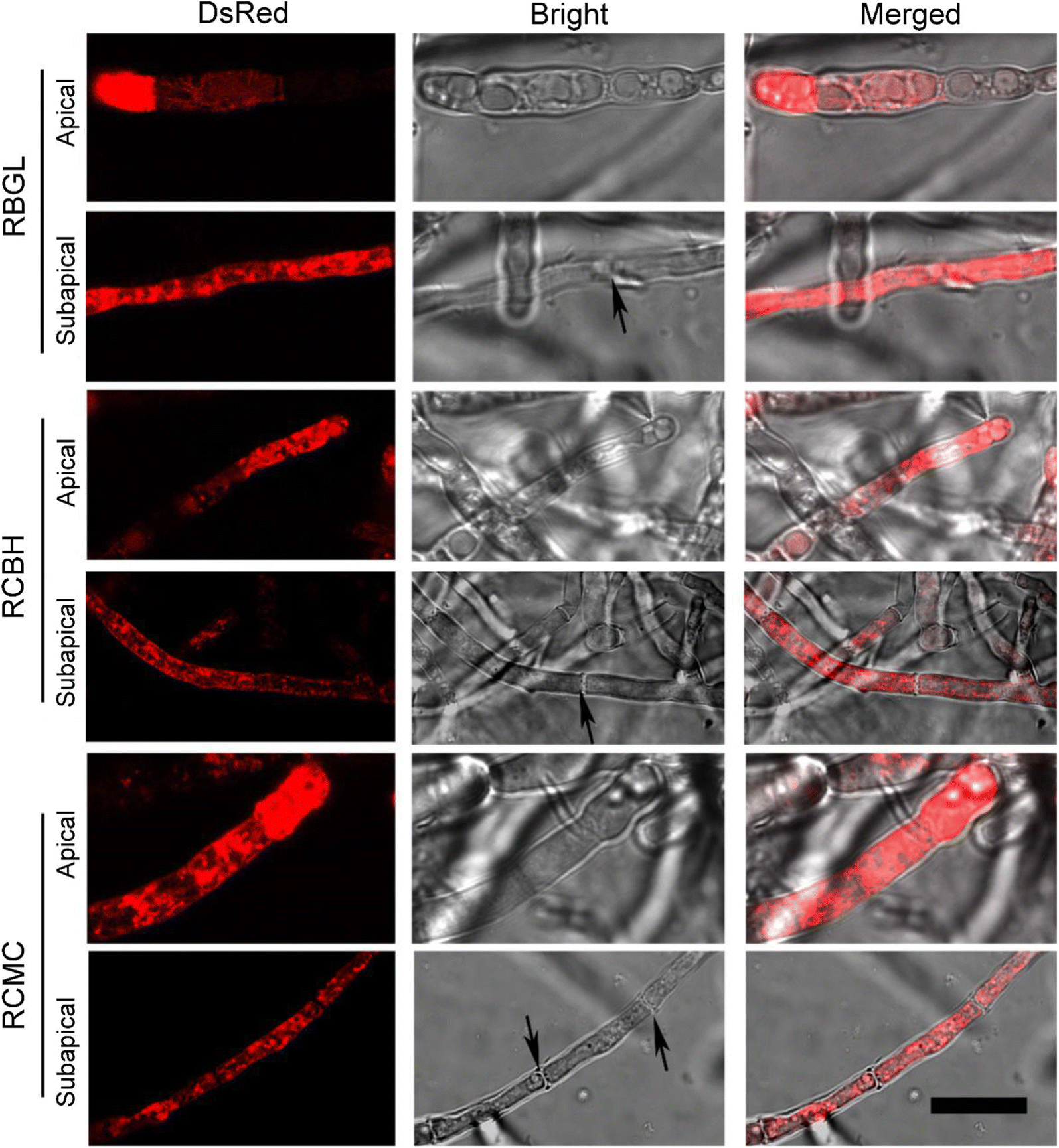 Fig. 2