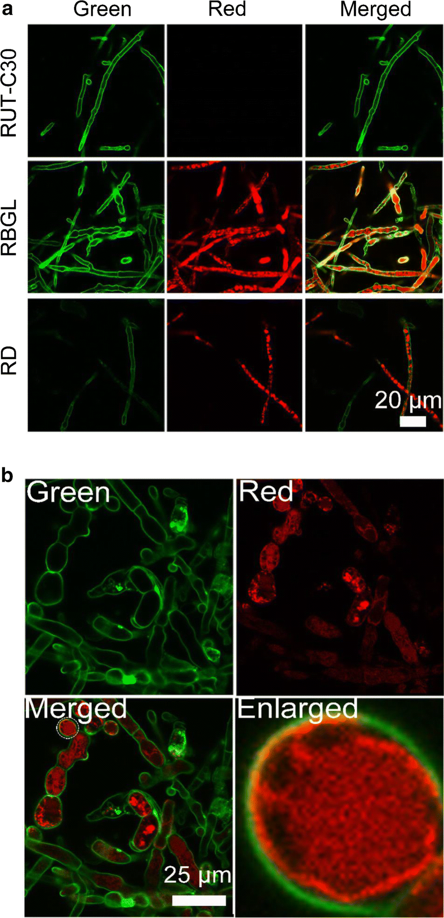 Fig. 3