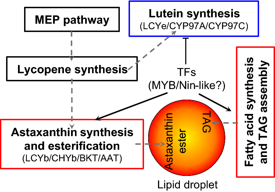 Fig. 8