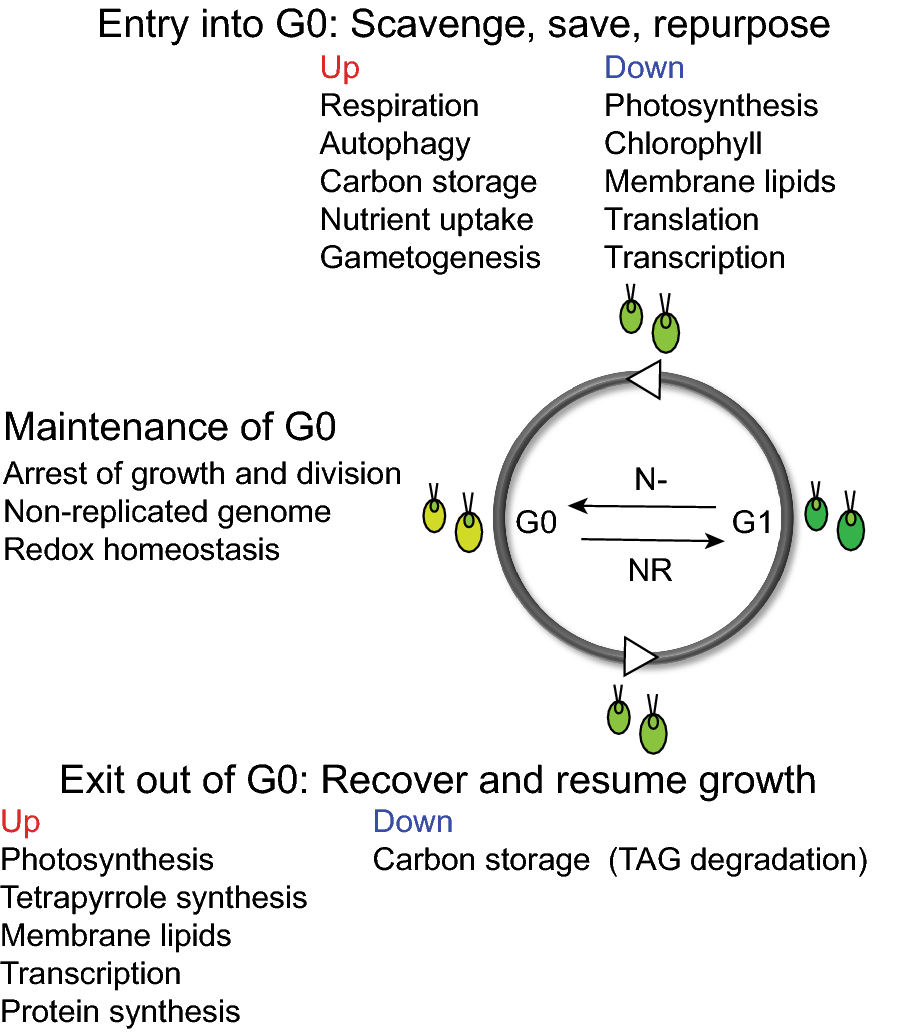 Fig. 2