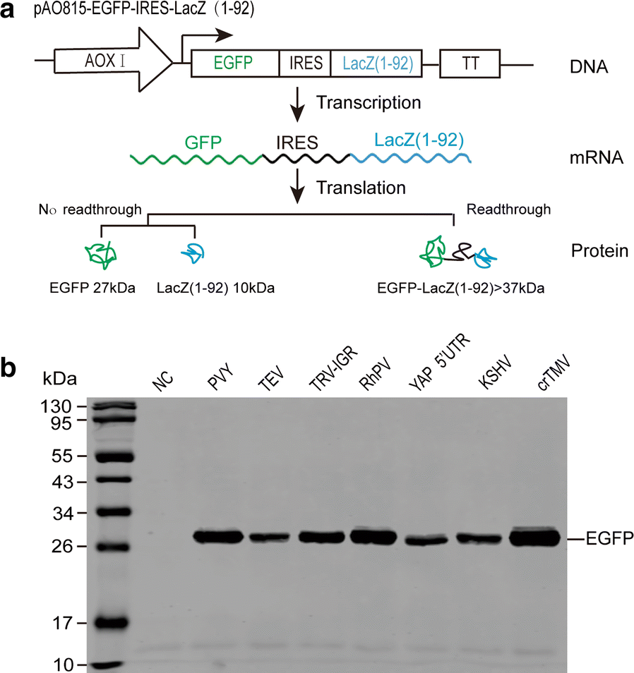 Fig. 4