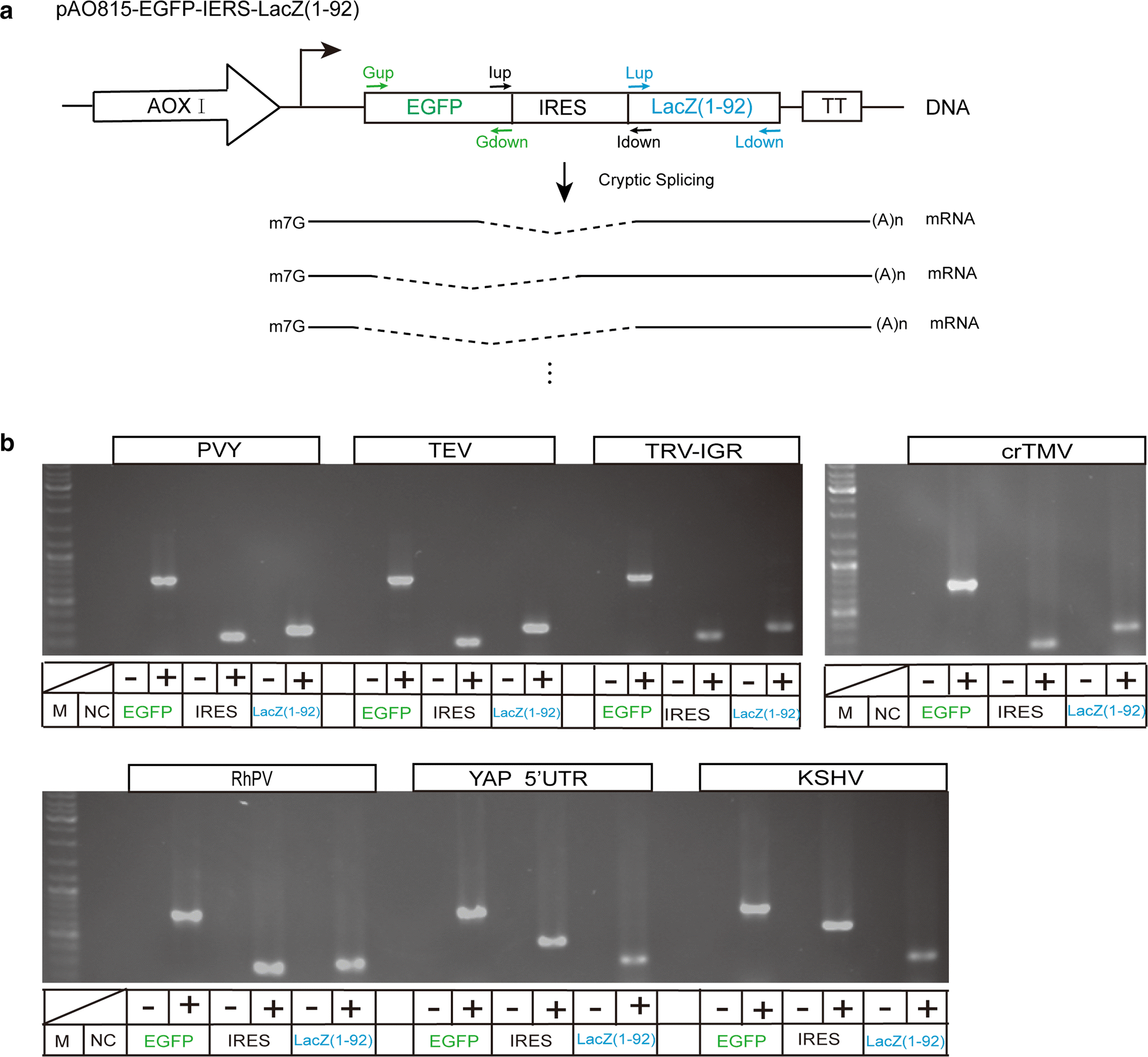 Fig. 5