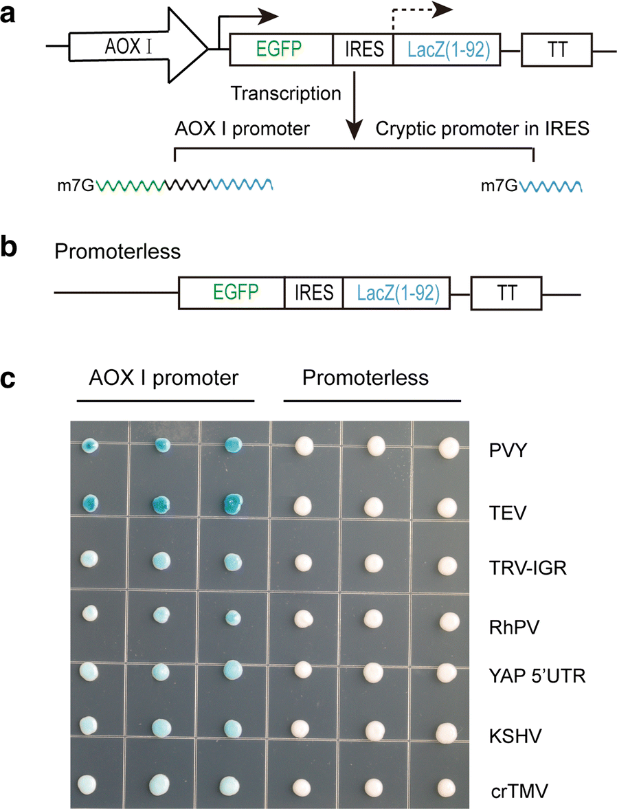 Fig. 6