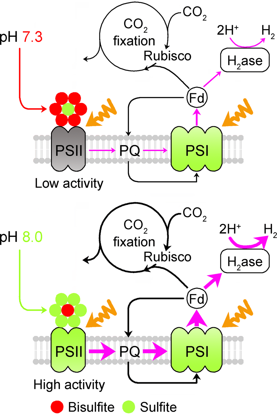 Fig. 6