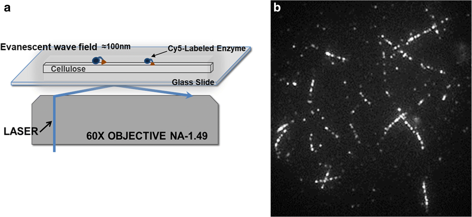 Fig. 1