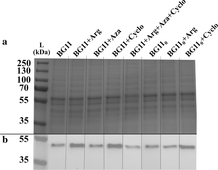 Fig. 6