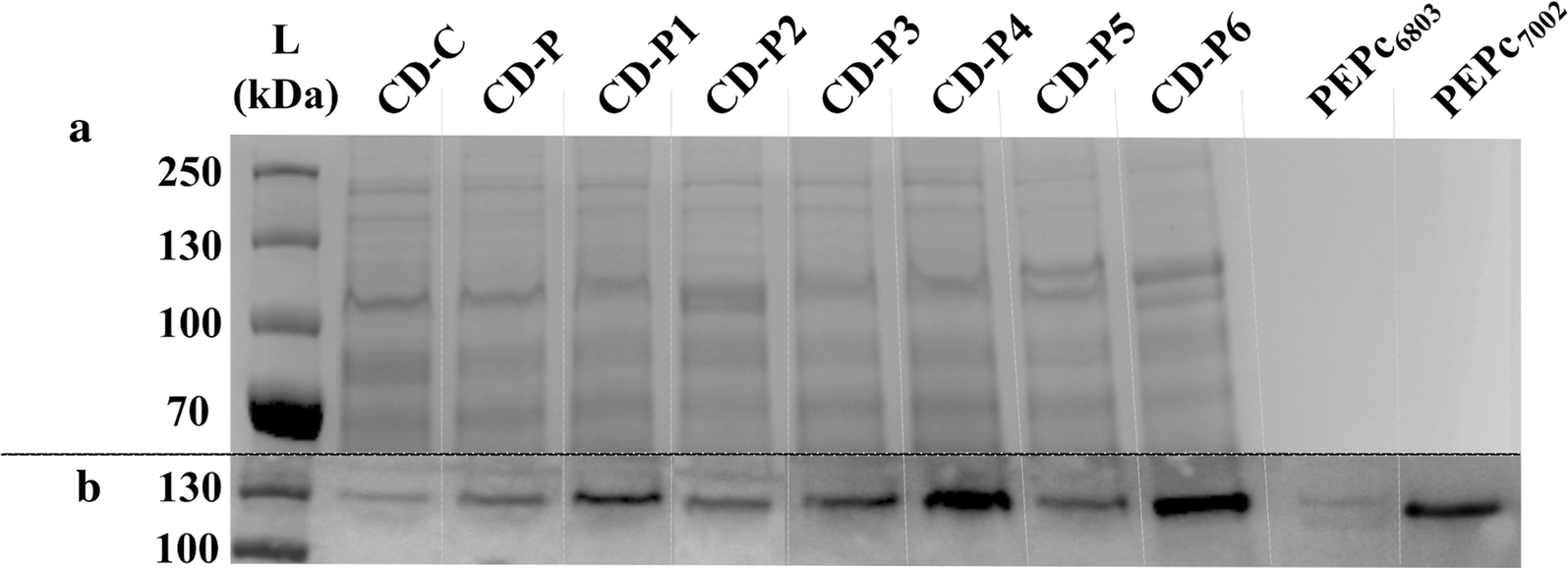 Fig. 7