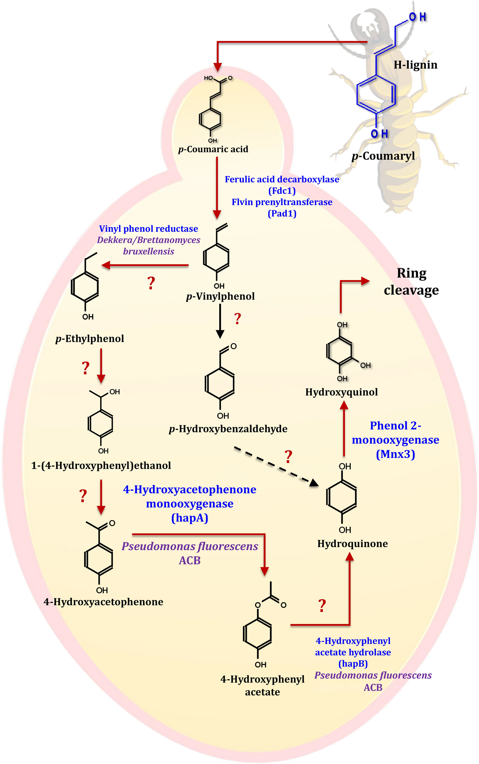 Fig. 21