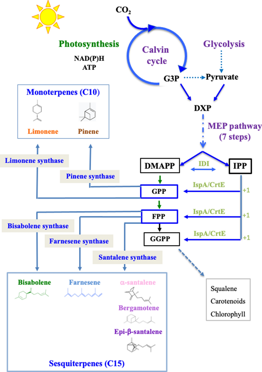 Fig. 1