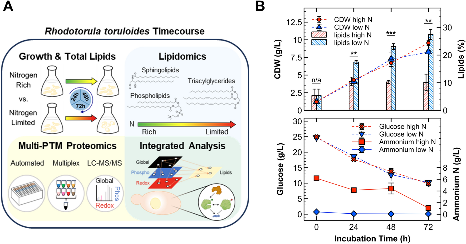 タンパク質プロテオーム解析により酵母の窒素飢餓下での代謝再構築を解明(New Proteomics Approach Reveals How Nitrogen Starvation Rewires Metabolism in Oil-Producing Yeast Rhodotorula toruloides)
