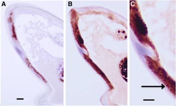 Fig. 10