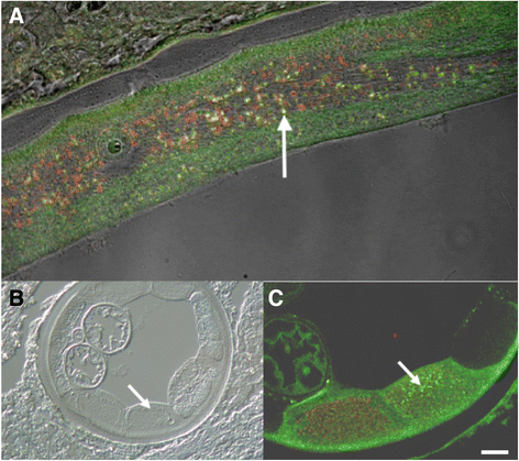 Fig. 7