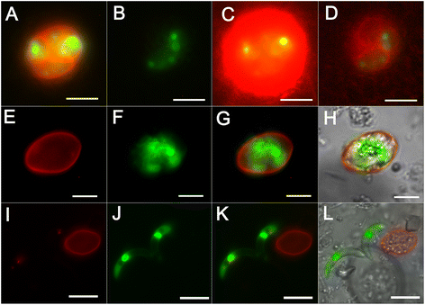 Fig. 10