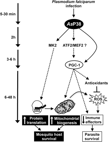 Fig. 11