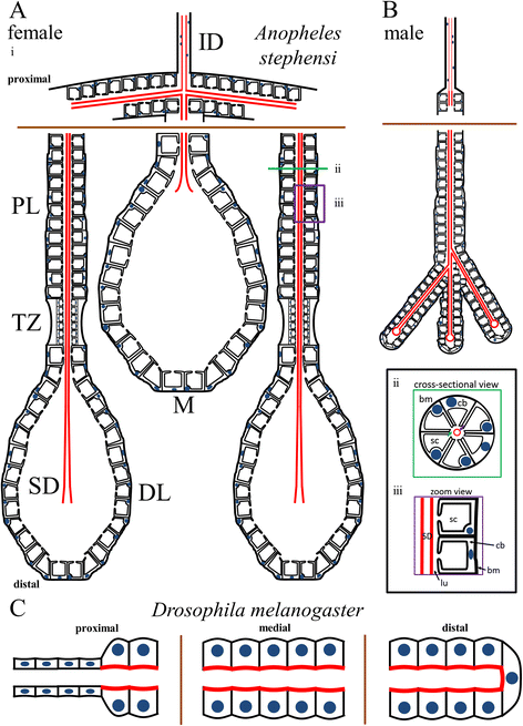 Fig. 7