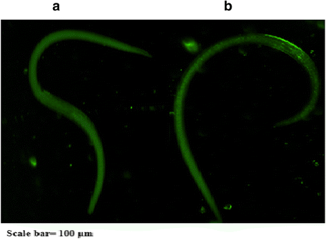 Fig. 8