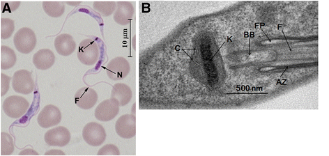 Fig. 1