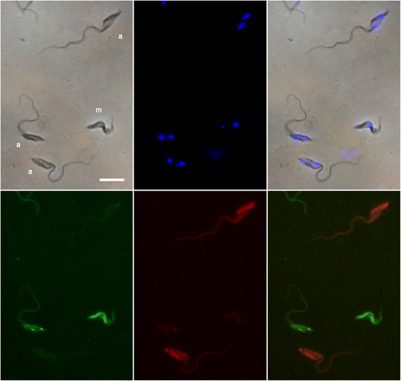 Fig. 4