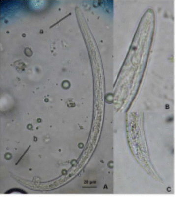 Fig. 7 (abstract A39).