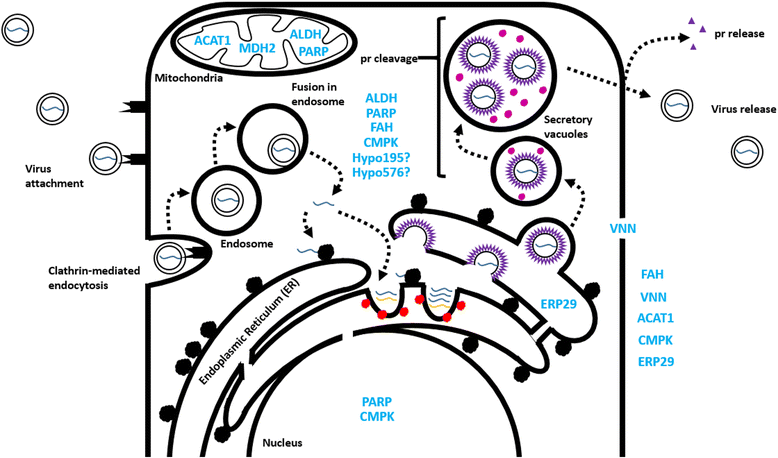 Fig. 3