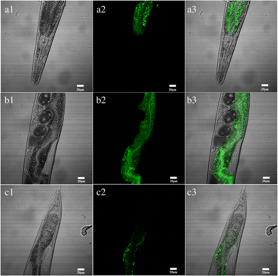 Fig. 10