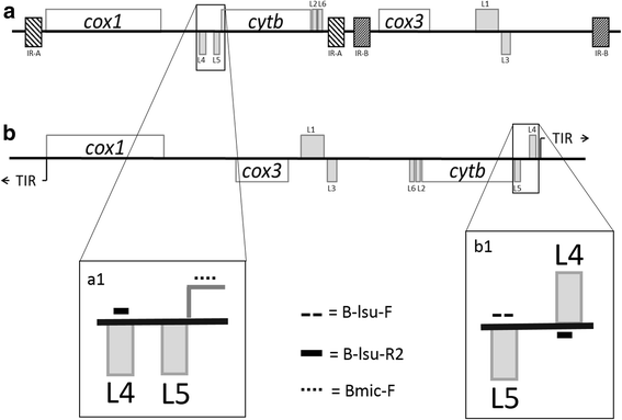 Fig. 1