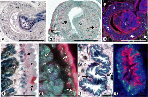 Fig. 10