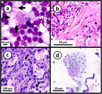 Fig. 4