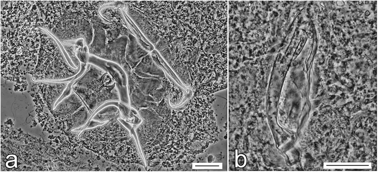 Fig. 14