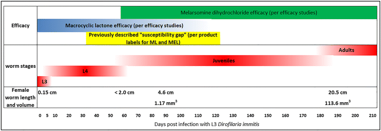 melarsomine treatment
