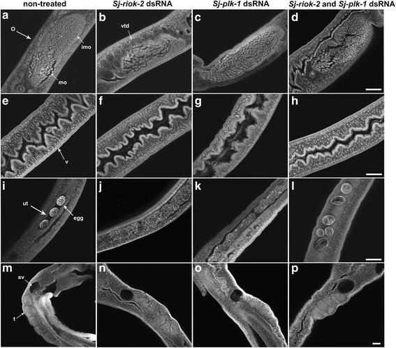 Fig. 9