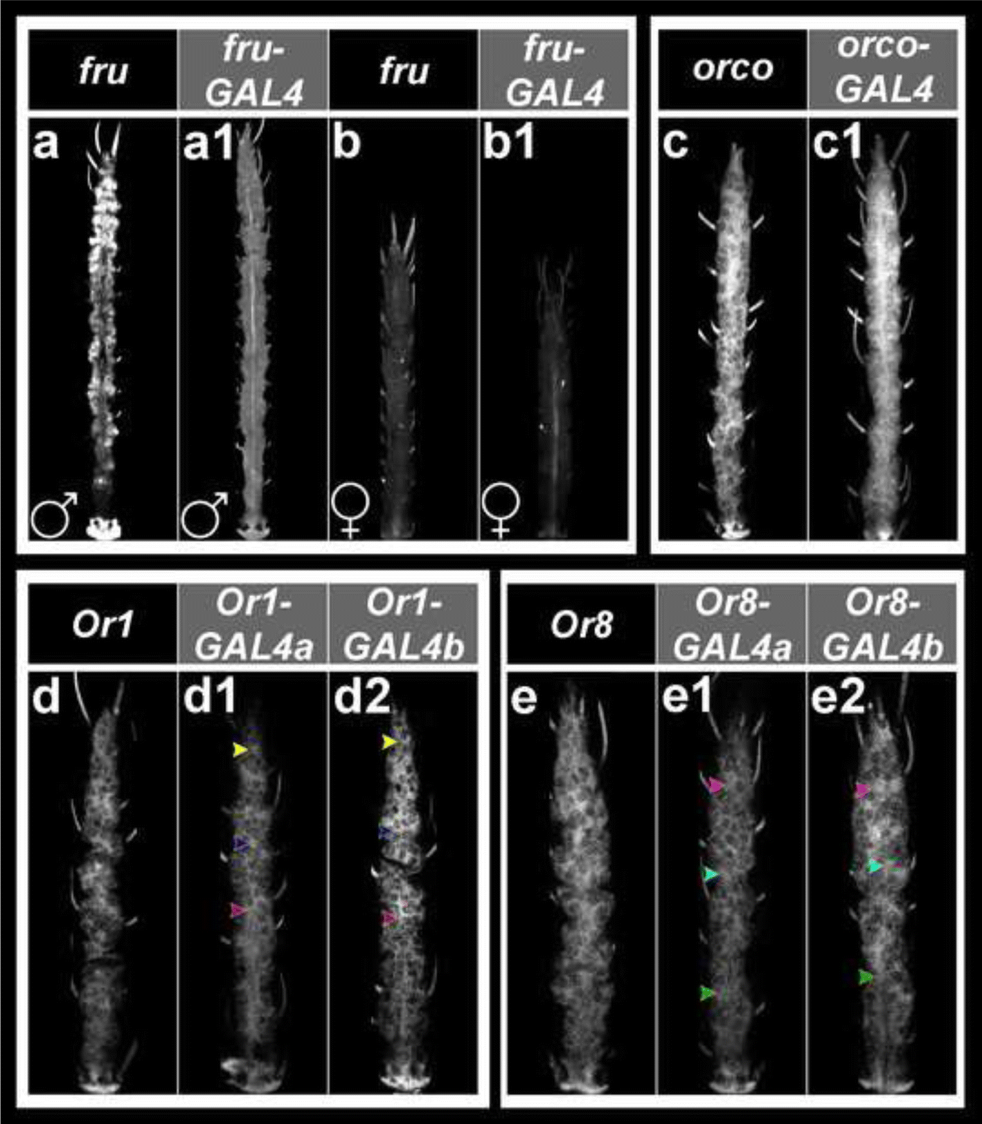 Fig. 3