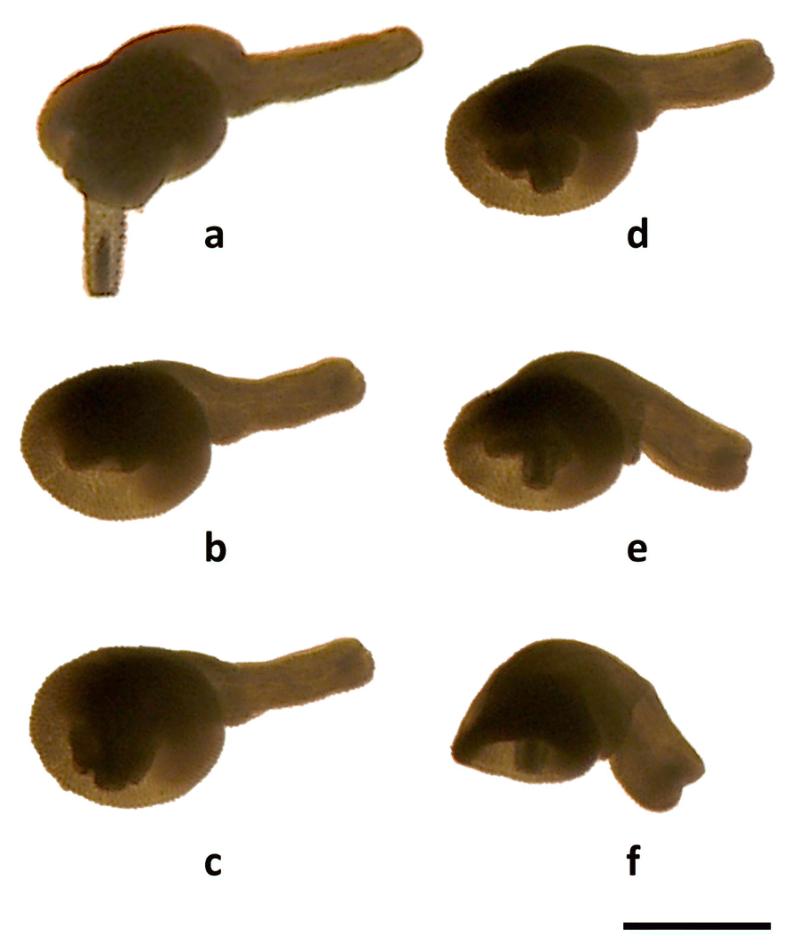 Fig. 8