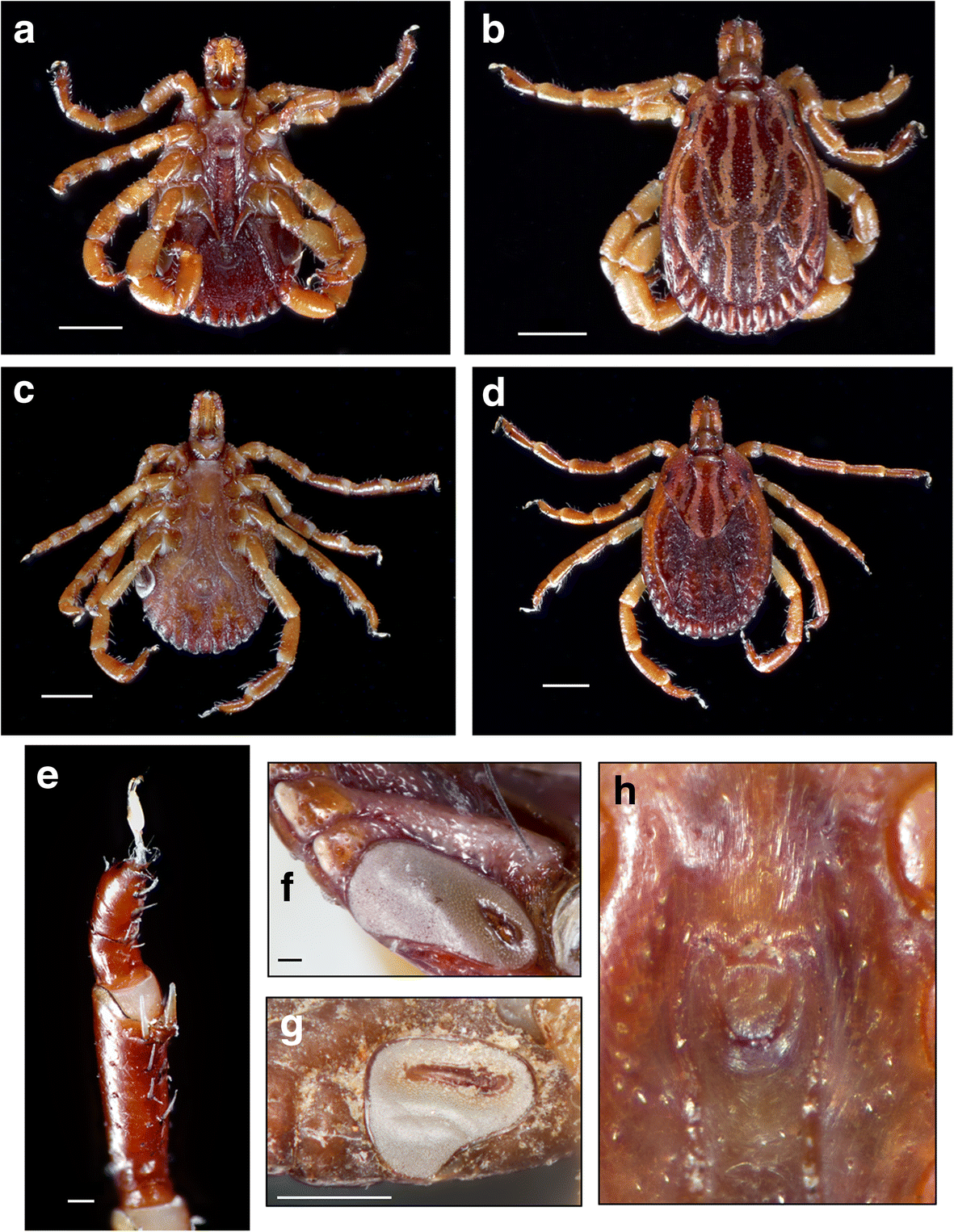 Fig. 2