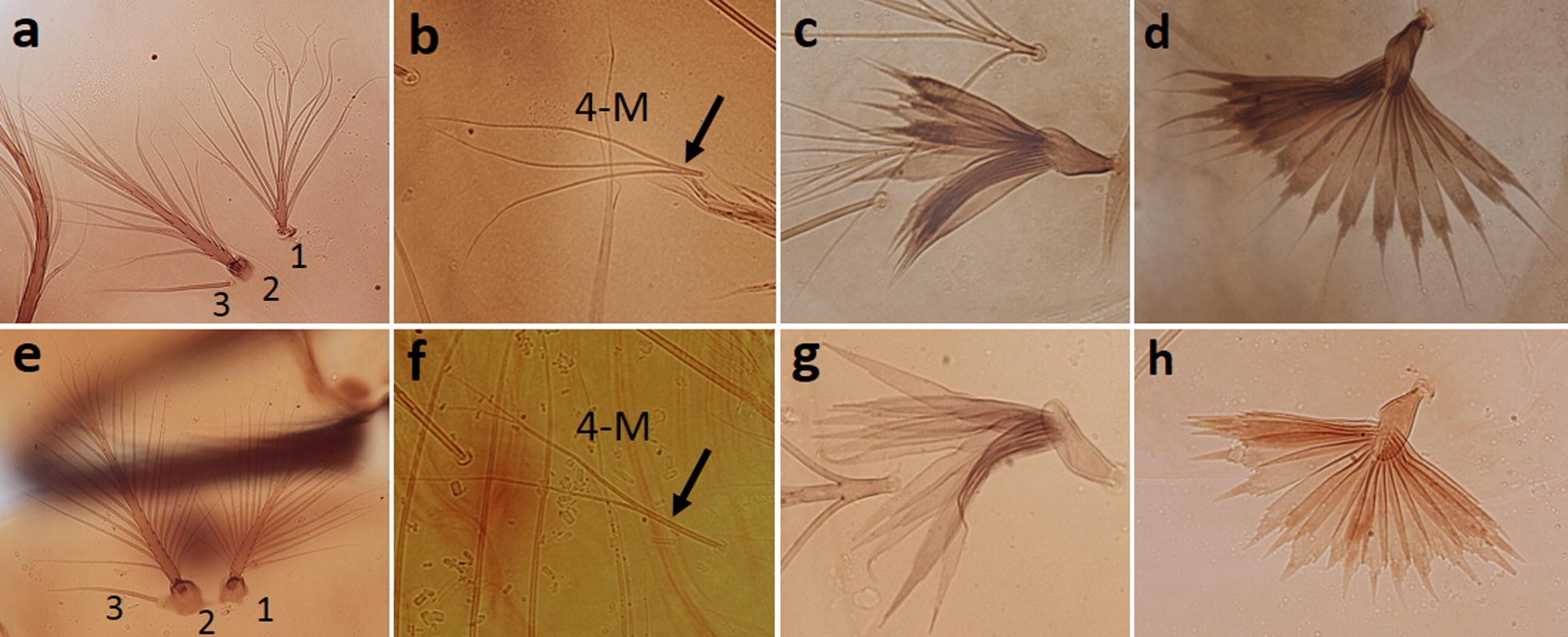 Fig. 4