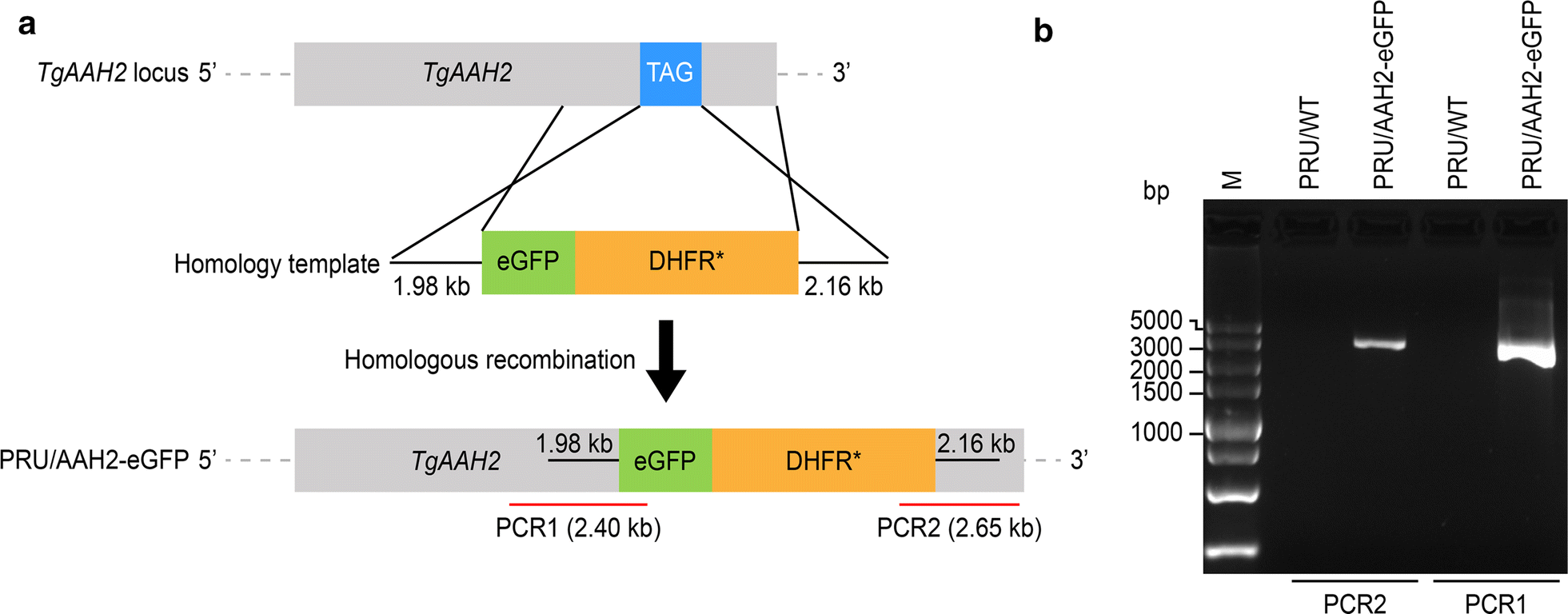 Fig. 1