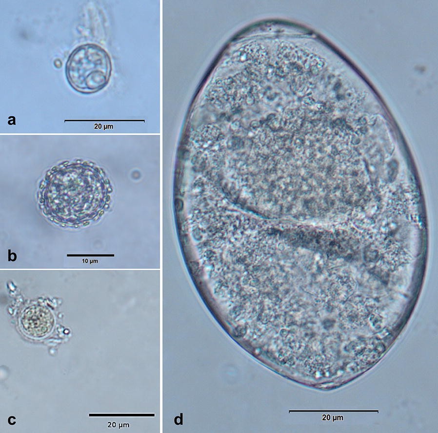 Fig. 1