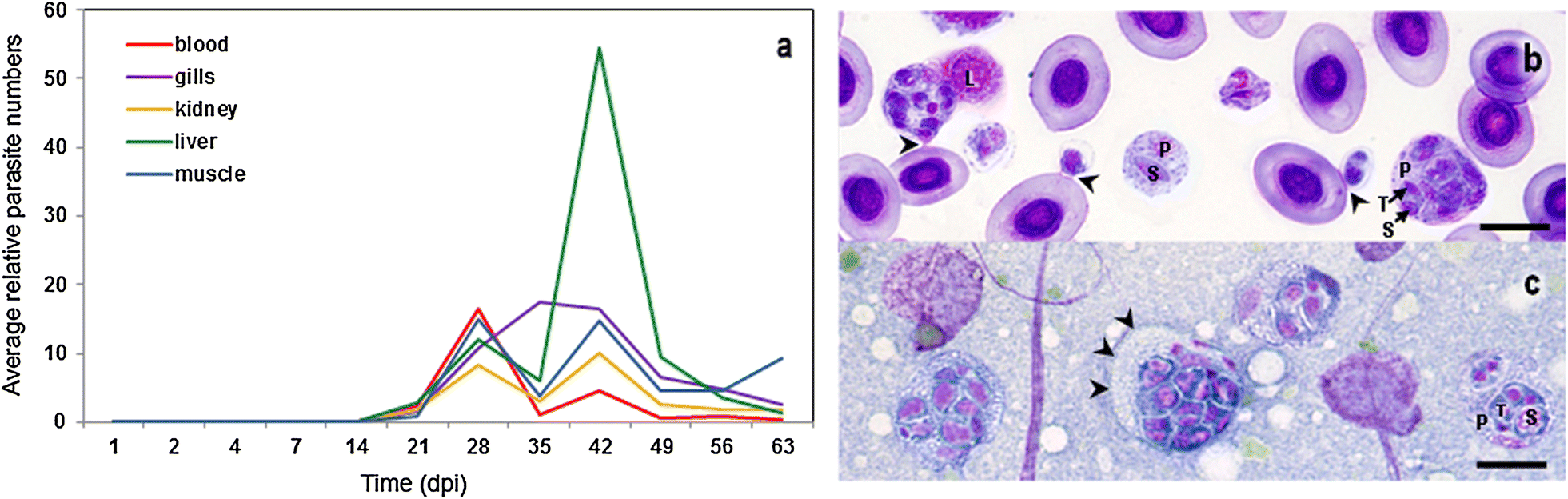 Fig. 1