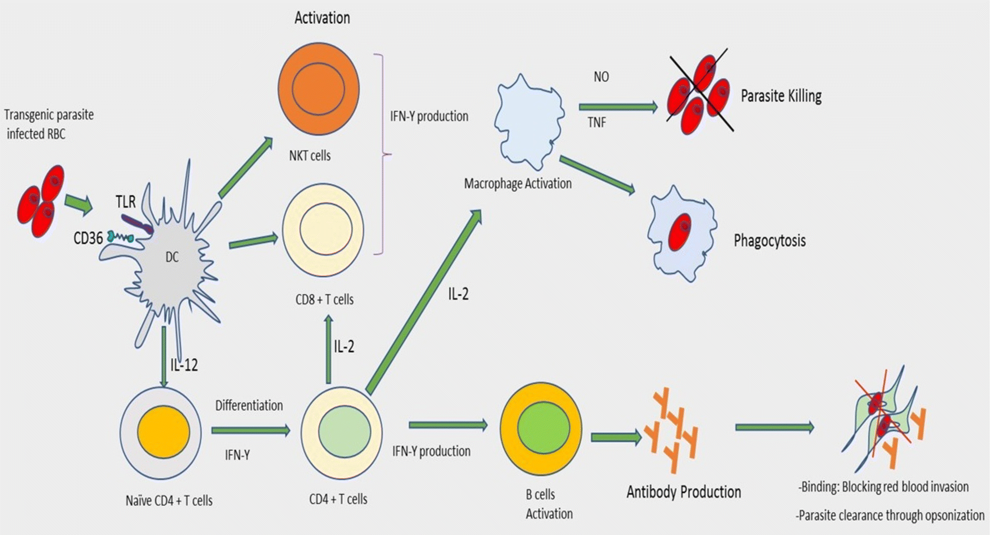 Fig. 4